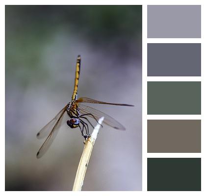 Dragonfly Fauna Insect Image