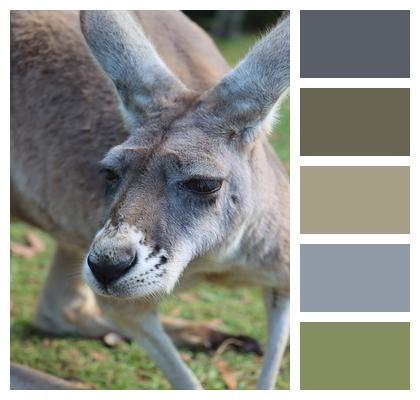 Kangaroo Face Marsupial Image