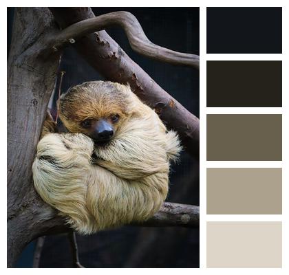 Cute Lazy Sloth Image