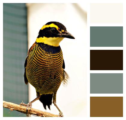 Bird Wildlife Fauna Image