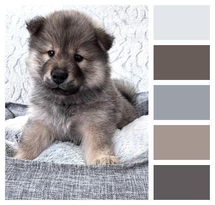 Dog Puppy Eurasier Image