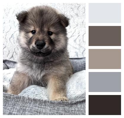 Eurasier Dog Puppy Image