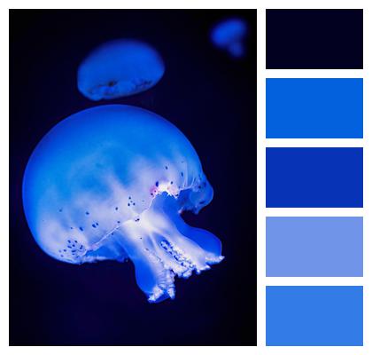 Underwater Sea Jellyfish Image