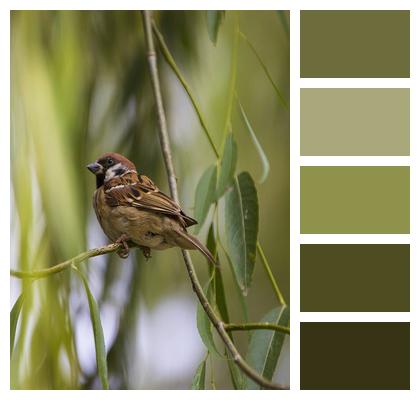 Branch Bird Sparrow Image