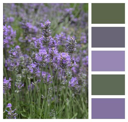 Field Flowers Lavender Image