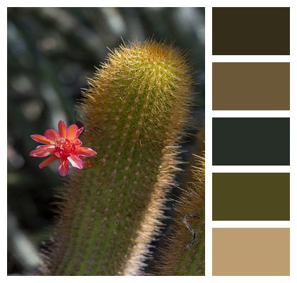 Prickly Cactus Flower Image