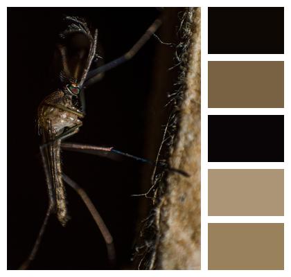 Malaria Disease Beautiful Carrier Image
