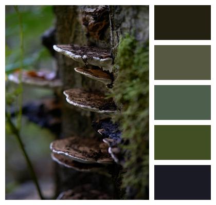 Mushrooms Mycology Forest Image