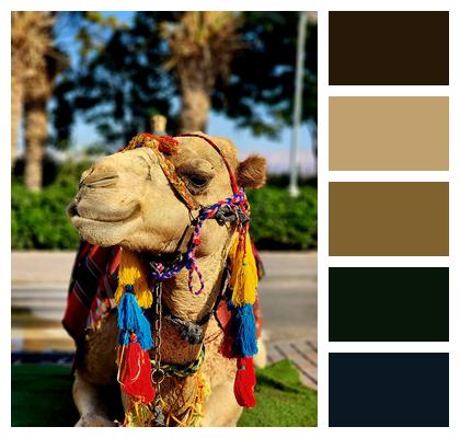 Camel Sahara Desert Image