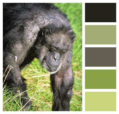 Primate Chimpanzee Chimp Image