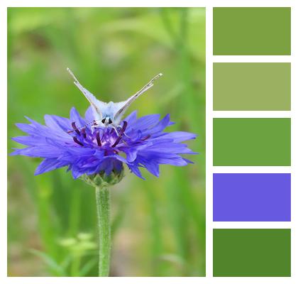 Cornflower Butterfly Bug Image