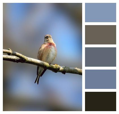 Linnet Plumage Bird Image