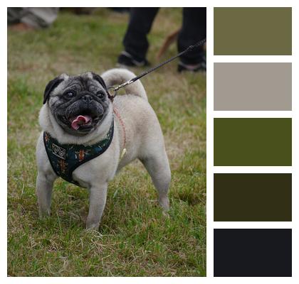 Pug Dog Pet Image