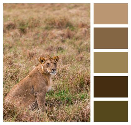 Lion Animal Lioness Image