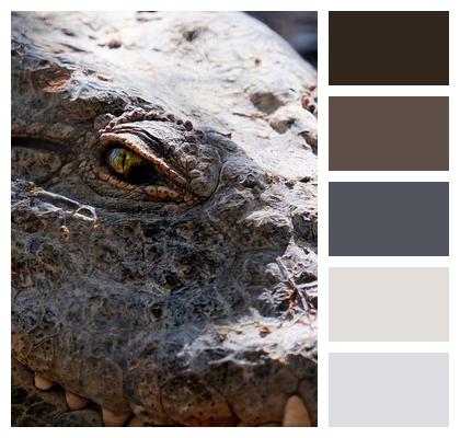 Reptile Crocodile Eyes Image
