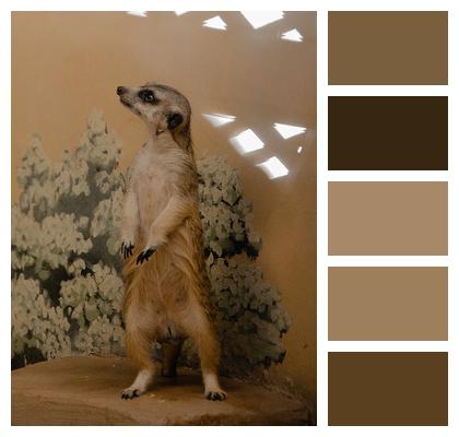 Color Ferret Animal Image