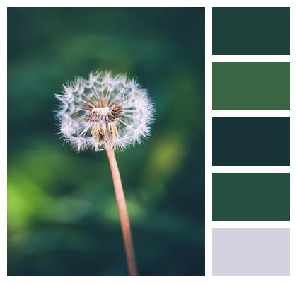 Dandelion Flower Seeds Image