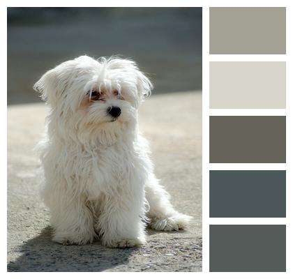 Maltese Dog Pet Image