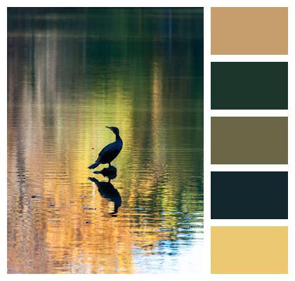 Bird Cormorant Lake Image