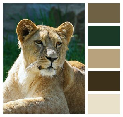 Lion Lioness Animal Image