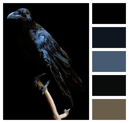 Crow Bird Raven Image