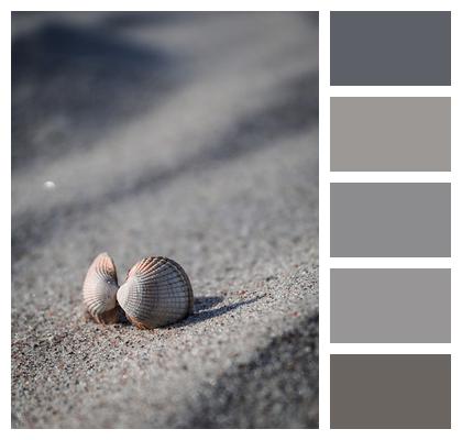 Beach Shell Sand Image