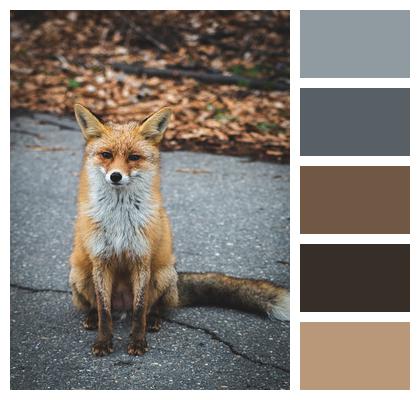 Animal Mammal Fox Image
