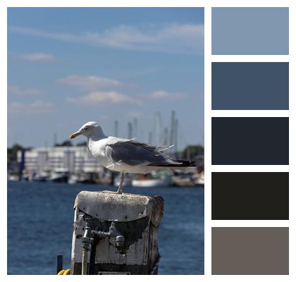 Gull Bird Port Image