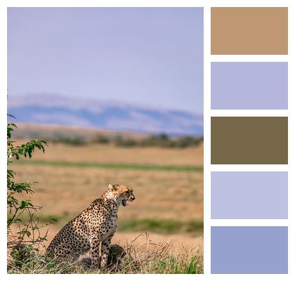 Cheetah Safari Animal Image
