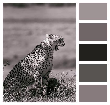 Animal Cheetah Safari Image
