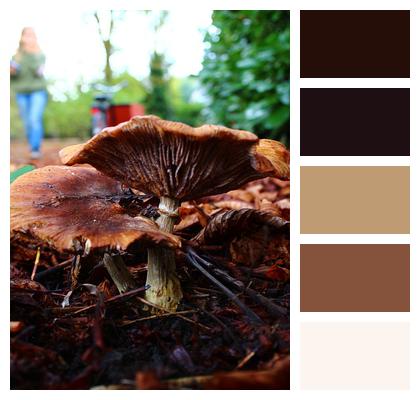 Forest Nature Mushrooms Image