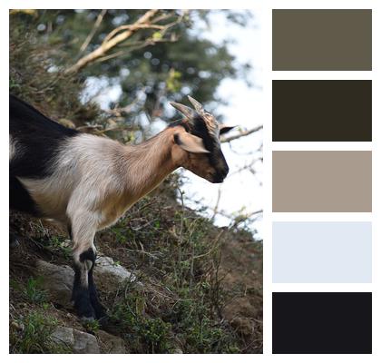Nature Animal Goat Image