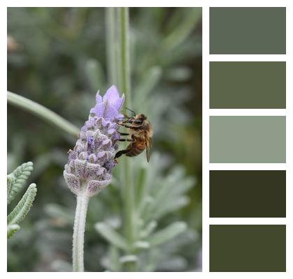 Pollination Bee Lavender Image