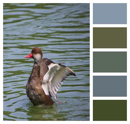 Duck Pochard Pond Image