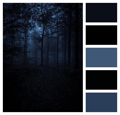 Darkness Forest Trees Image