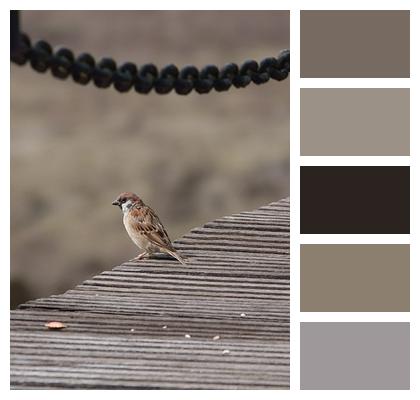 Bird Animal Sparrow Image