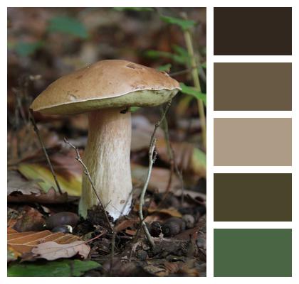 Fall Forest Mushroom Image