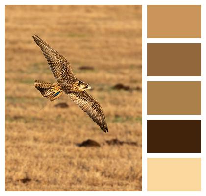 Bird Falcon Hawk Image
