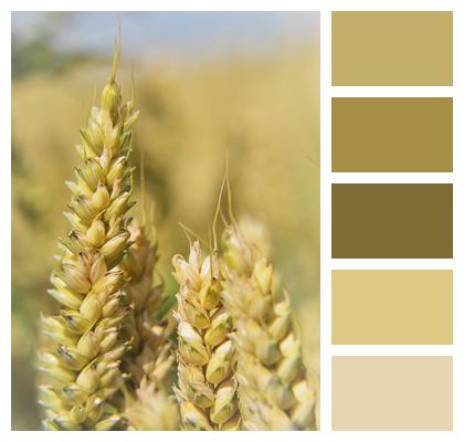 Agriculture Wheat Cereals Image