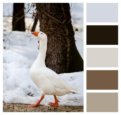 Waterbird Goose Winter Image