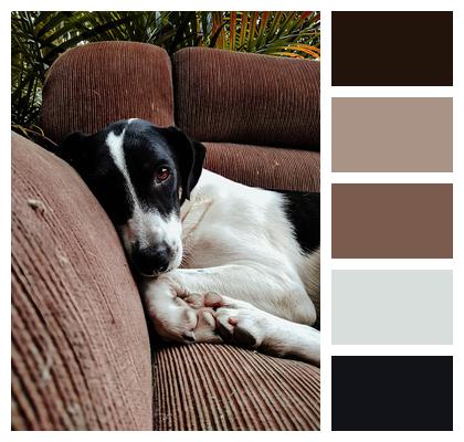 Animal Dog Couch Image