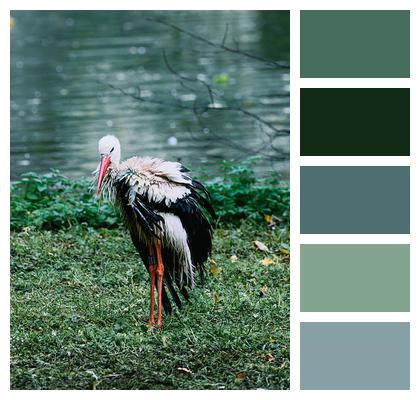 Lake Stork Bird Image