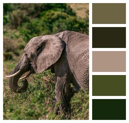 Animal Elephant Safari Image
