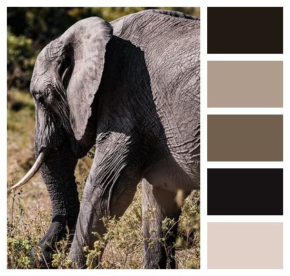 Safari Elephant Animal Image