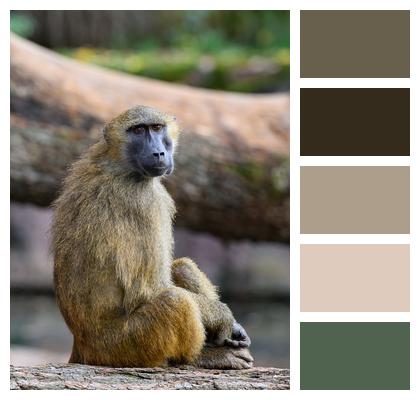 Wildlife Baboon Ape Image