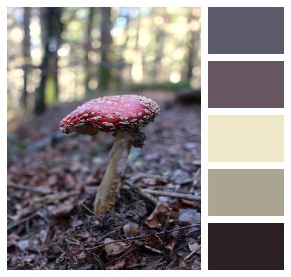 Mushroom Autumn Forest Image