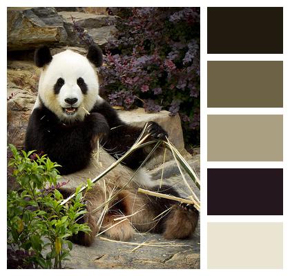 Australia Panda Zoo Image