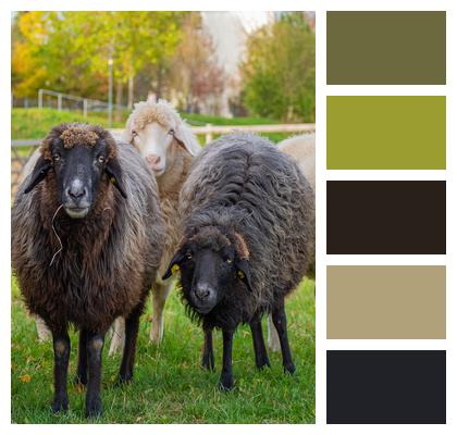 Animals Sheep Wool Image