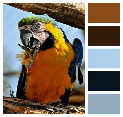 Parrot Macaw Ornithology Image