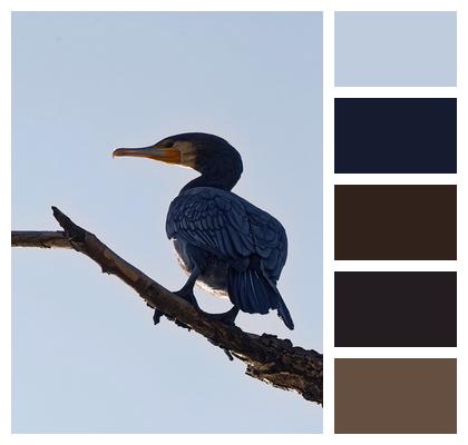 Cormorant Bird Feathers Image